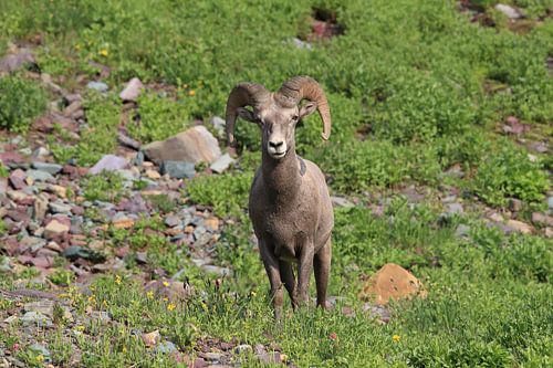 Bighorn Sheep Glacier National Park Montana USA