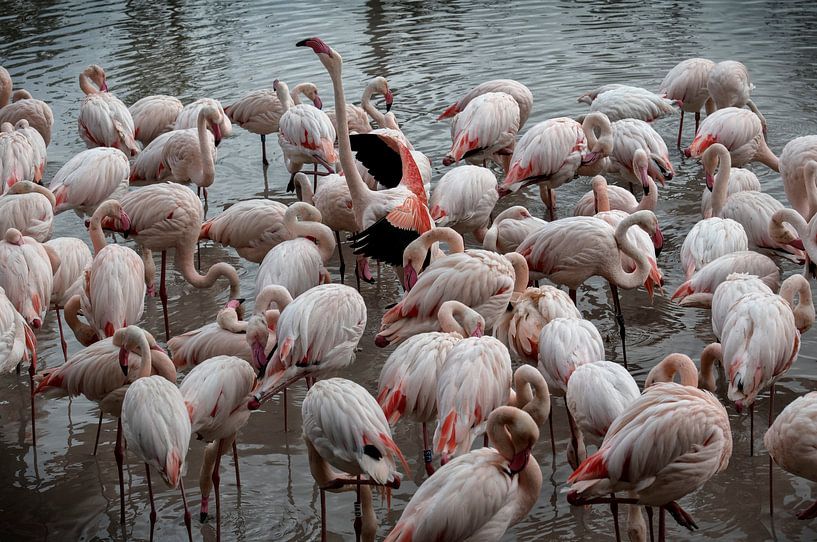 more than 400 flamingo&#039;s by Bas Quaedvlieg