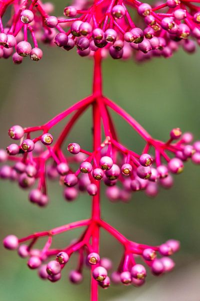 Plant van FotoSynthese