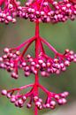 Plant van FotoSynthese thumbnail