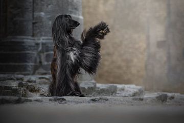 Afghan hound elegant high five