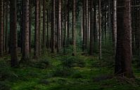 Lumière d'automne dans le pin noir (2) par Bo Scheeringa Photography Aperçu