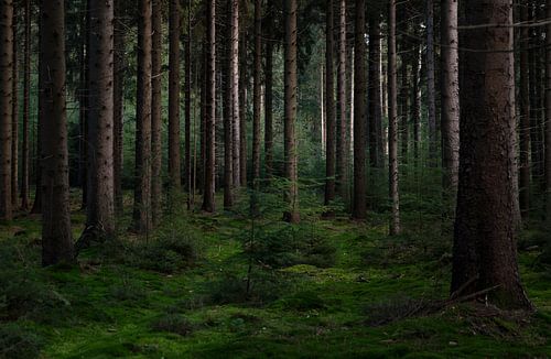 Autumn light in the forest (2)
