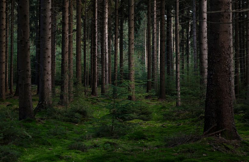 Lumière d'automne dans le pin noir (2) par Bo Scheeringa Photography