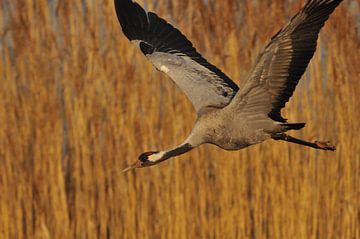 Grue grise sur Karin Jähne