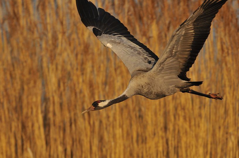 Grey Crane by Karin Jähne