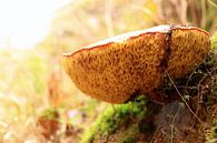 Herfst boleet paddestoel van Bobsphotography thumbnail