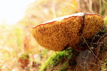 Herfst boleet paddestoel