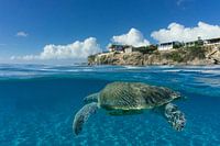Schilpad over onder Curacao