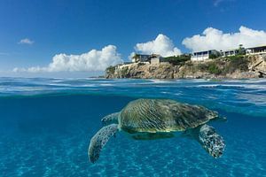 Schildkröte über unter Curacao von Bfec.nl