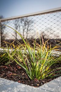Gras