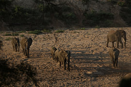 Elephants in the Dry Shingwedzi River by Jolea-Captures