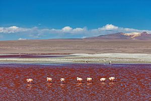 Die Flamingos der Laguna Colorada