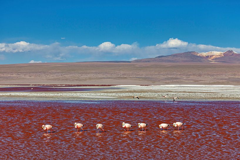 The flamingos of Laguna Colorada by Roland Brack