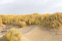 In the dunes