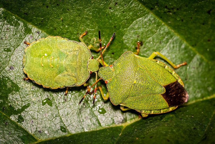 Two bugs by Myra van Heeringen