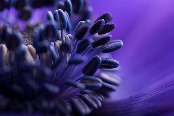 Spring: The heart of a purple-blue anemone