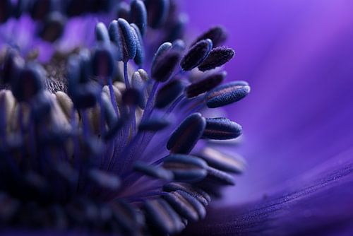 Printemps : Le cœur d'une anémone bleu violet