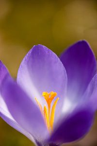 Violetter Krokus