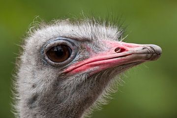 Struisvogel : Diergaarde Blijdorp van Loek Lobel