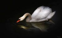 Swan