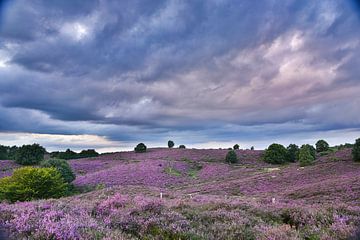 Heath landscape by Joop Bruurs
