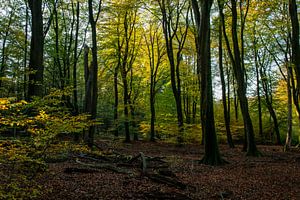 Speulder Wald