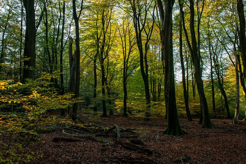 Forêt de Speulder par Ingrid Aanen