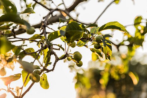 Avondzon, zomerliefde
