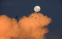 Vogels bij Maanlicht