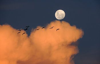 Oiseaux et le clair de lune
