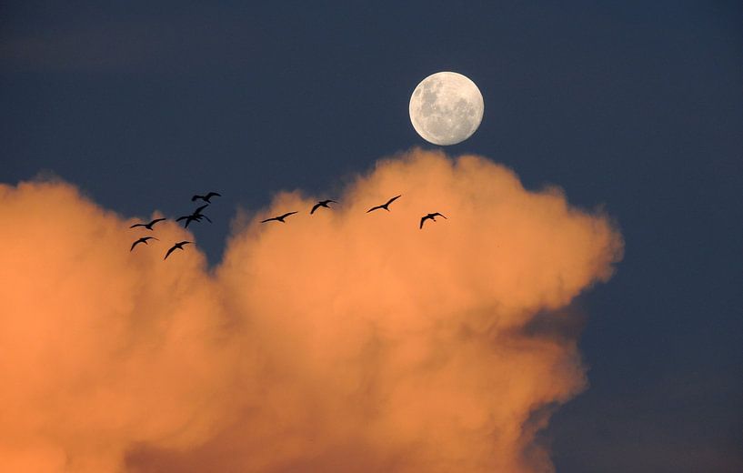 Vogels bij Maanlicht van Digital Universe