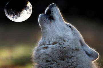 Howling white wolf by Edwin Butter