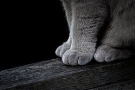 Katzenpfoten von Jefra Creations