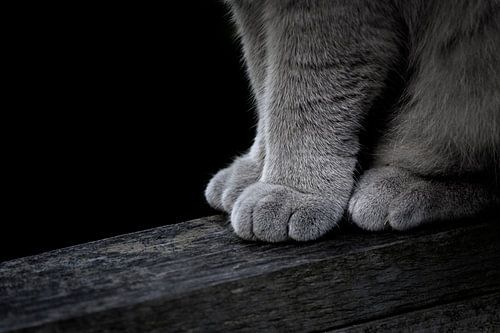 Cat paws