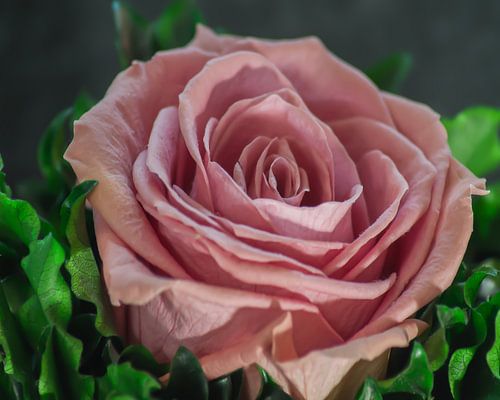 Pink Rose