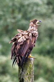 A young white-tailed eagle rests on a post after a dogfight. by Rob Geerlings