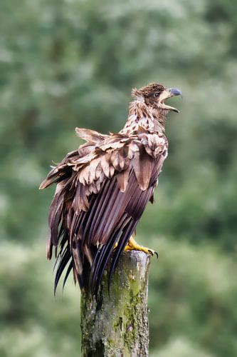A young white-tailed eagle rests on a post after a dogfight.