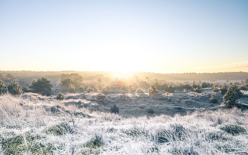 Zonsopkomst met vorst in heide en duingebied v1 van mitevisuals