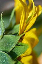 Sonnenblume von Ad Jekel