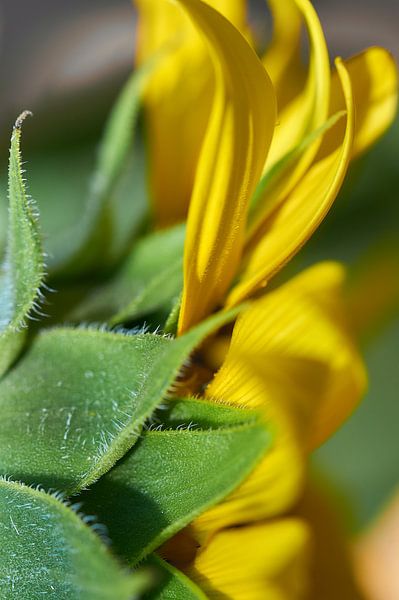 Sunflower by Ad Jekel
