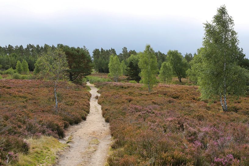 In de Lüneburger Heide in Nedersaksen van Karina Gebert