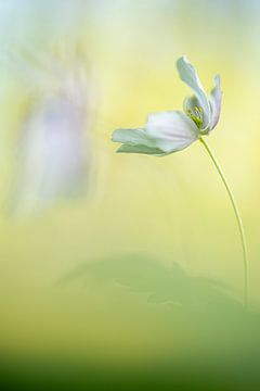 The wood anemone, spring is in the land. by Danny Budts