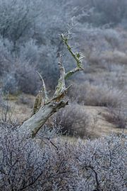 Dood hout sur Menno Schaefer