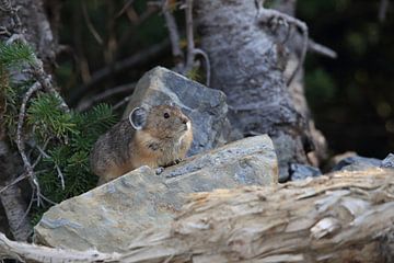 Pika Glacier National Park Montana USA by Frank Fichtmüller