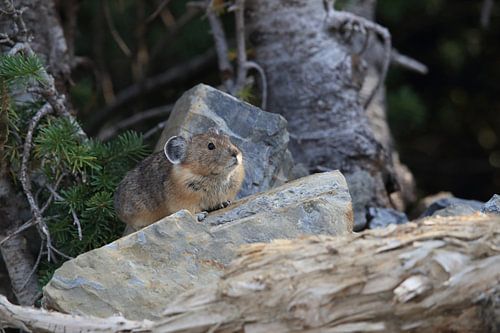 Pika Glacier National Park  Montana USA