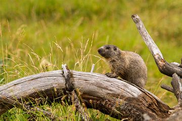 Marmot op de uitkijk in de Pyreneeën van Paul Wendels