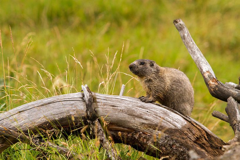Marmot on the lookout in the Pyrenees by Paul Wendels