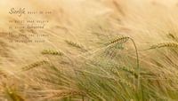 Buigzame gerst (2)