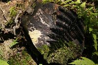 Schatten eines Farns